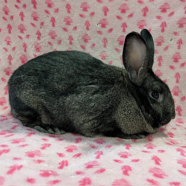 Kennedy, Adoptable, Young Female Silver Fox & Californian.