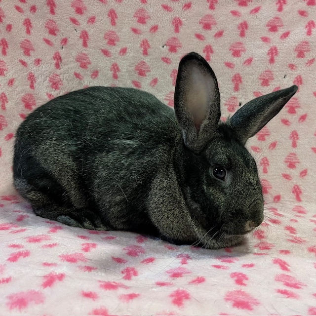 Enlarge Kennedy, a Adoptable mixed breed in Erie, PA image 2/5