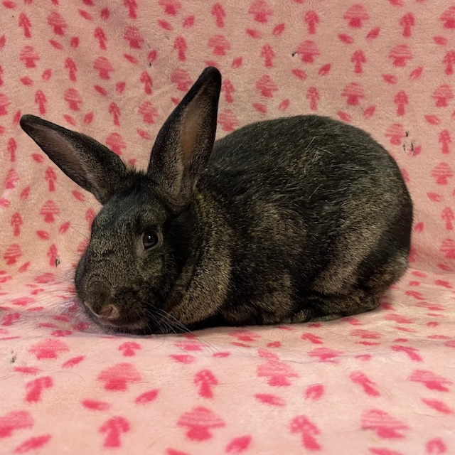 Enlarge Kennedy, a Adoptable mixed breed in Erie, PA image 3/5