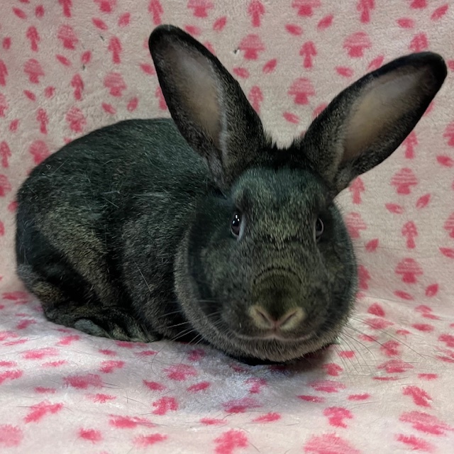 Enlarge Kennedy, a Adoptable mixed breed in Erie, PA image 4/5