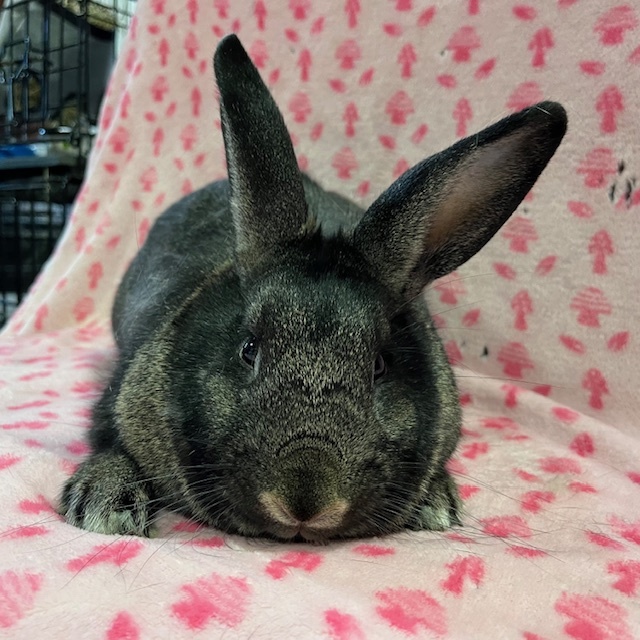 Enlarge Kennedy, a Adoptable mixed breed in Erie, PA image 5/5