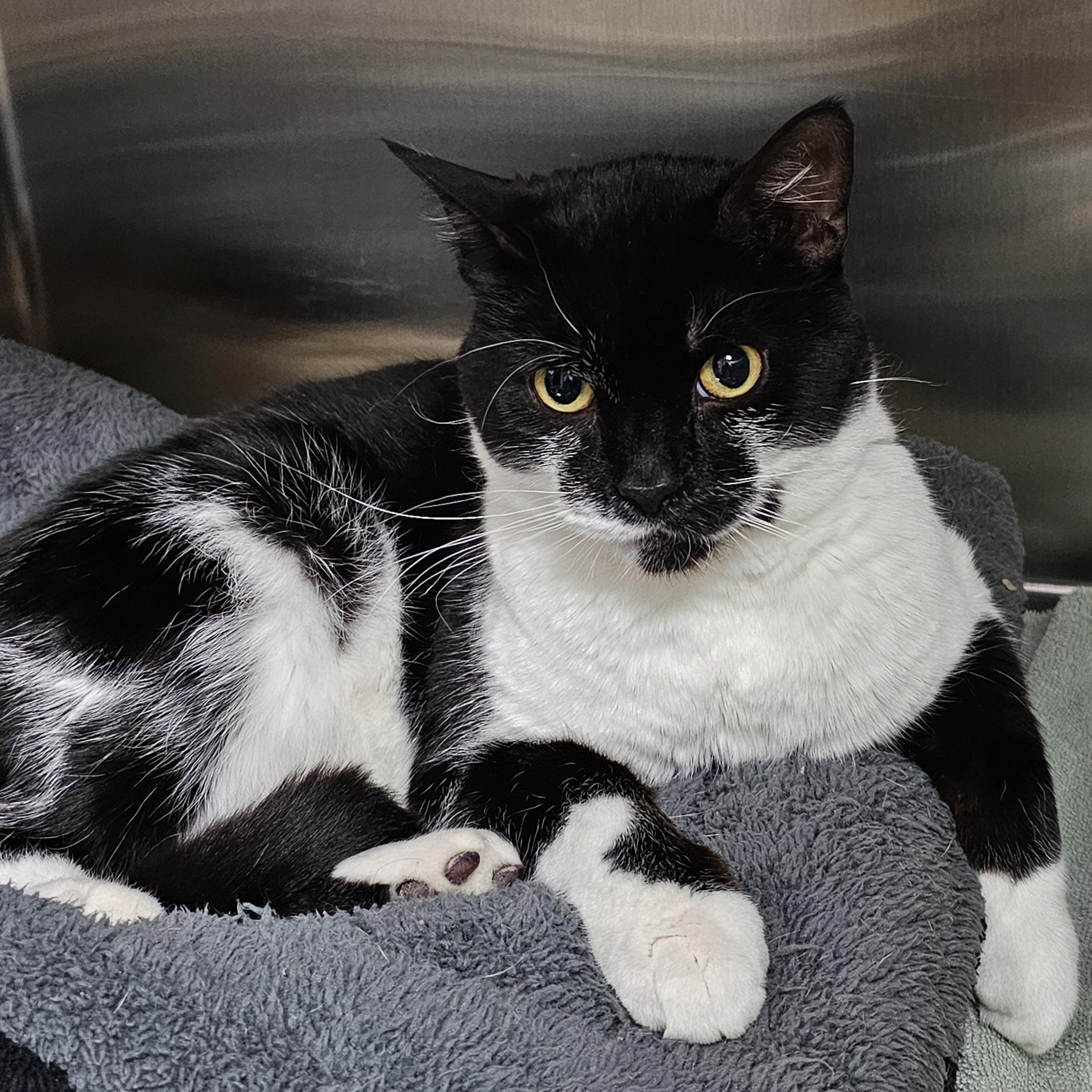 Gavin, ADOPTABLE, Adult Male Domestic Short Hair.