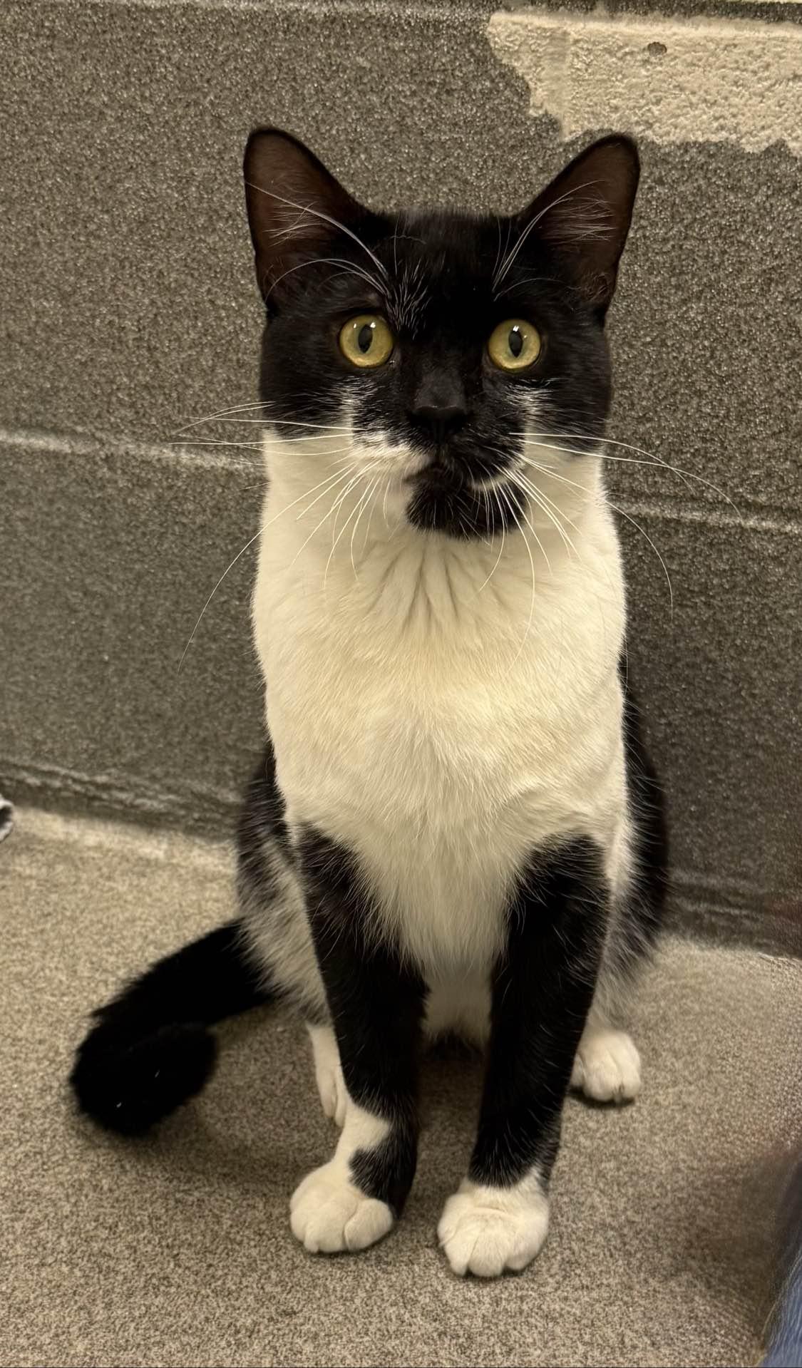 Gavin, ADOPTABLE, Adult Male Domestic Short Hair.