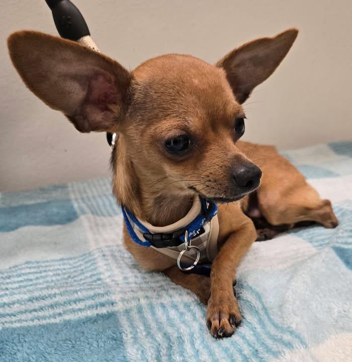 NUGGET, an adopted Chihuahua in Grand Prairie, TX image 2/2