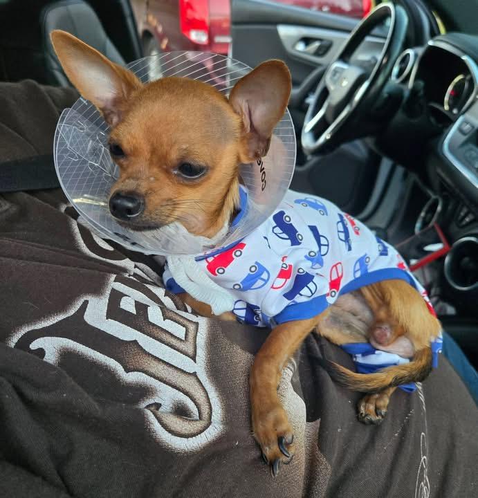 NUGGET, adopted, Adult Male Chihuahua.