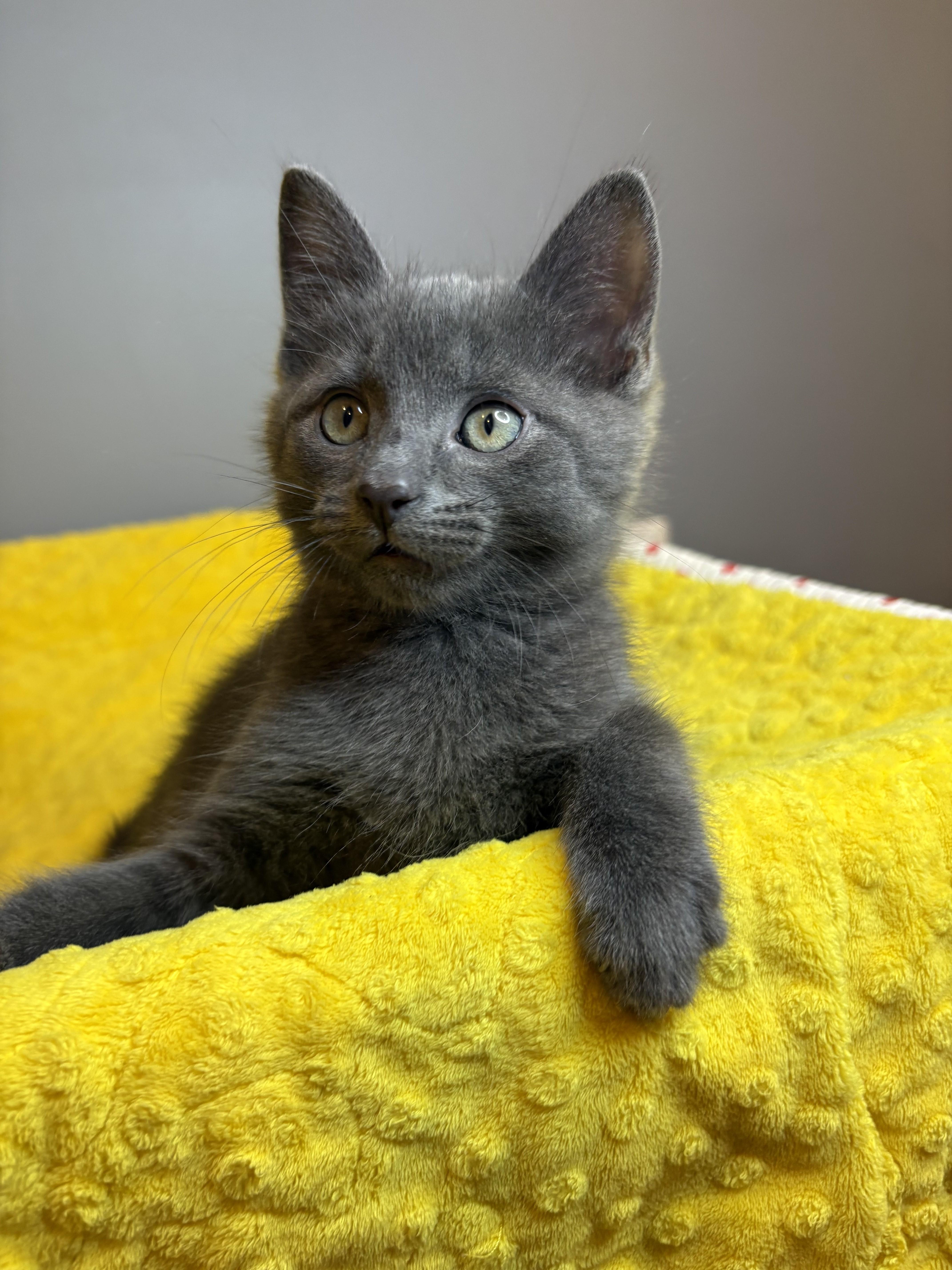 Winter Kittens-Frosty, an adopted Domestic Short Hair in Laurel, MD image 2/5