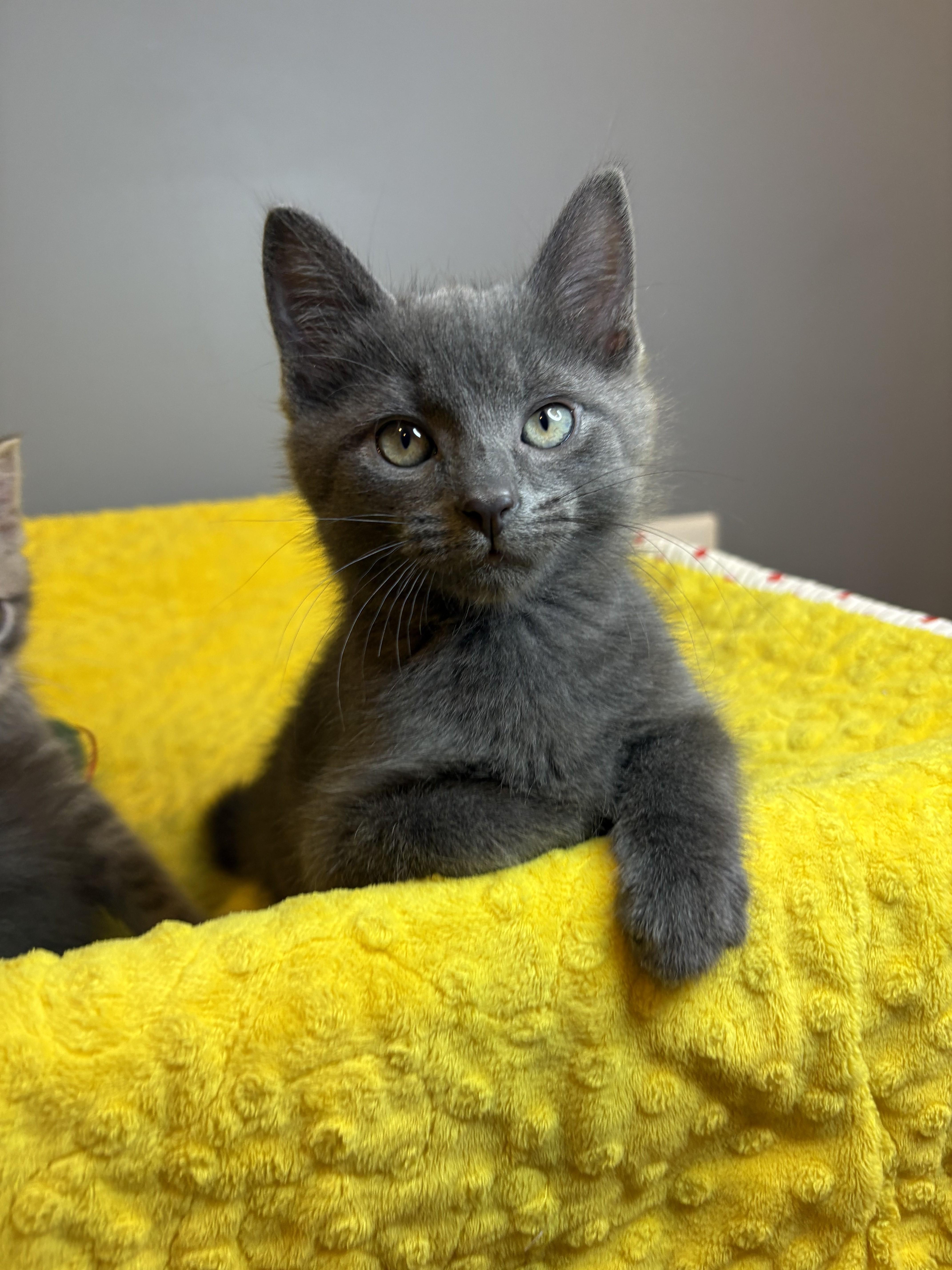 Winter Kittens-Frosty, an adopted Domestic Short Hair in Laurel, MD image 4/5