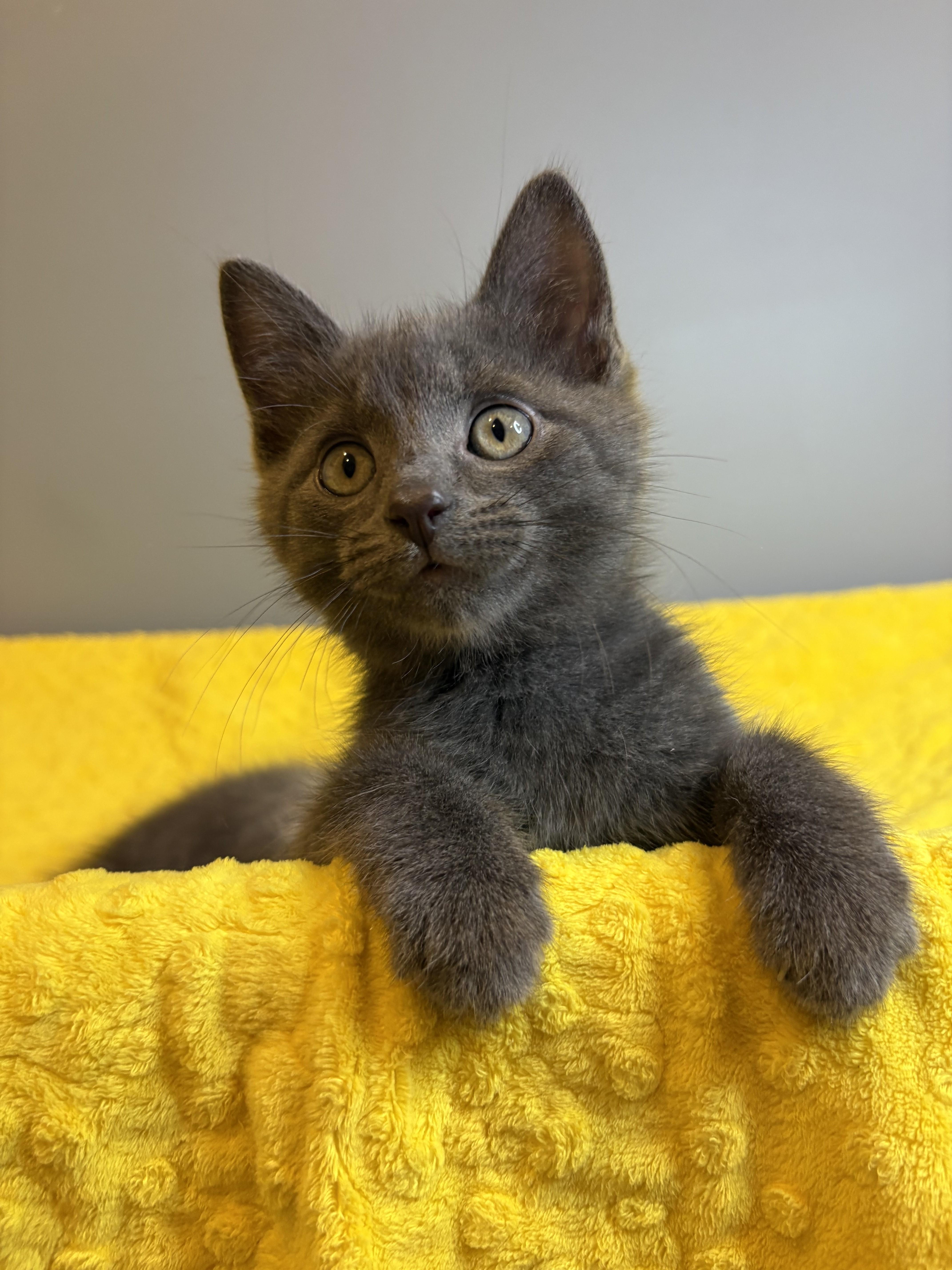 Winter Kittens-Frosty, an adopted Domestic Short Hair in Laurel, MD image 5/5