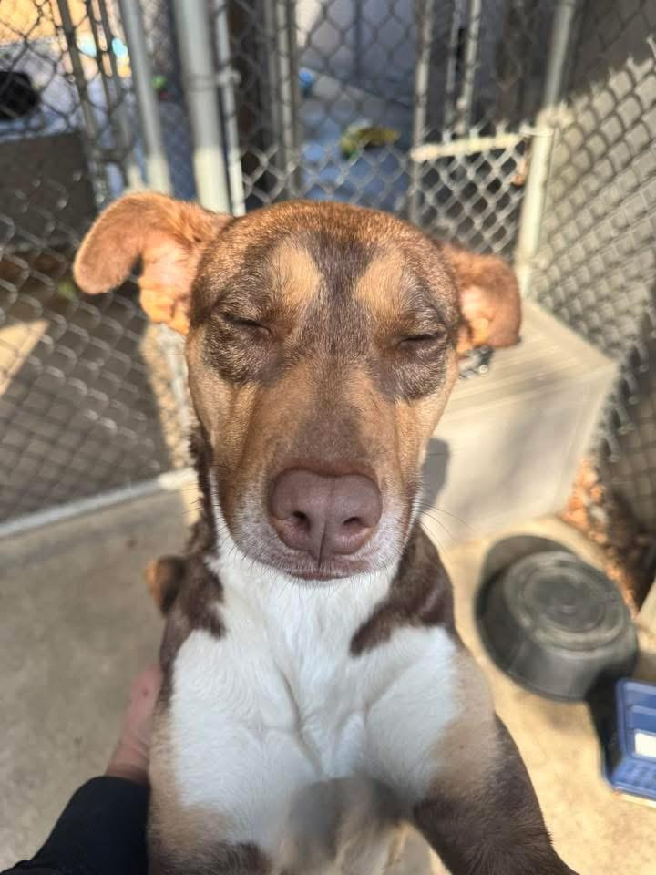 Rena — thumbnail 2