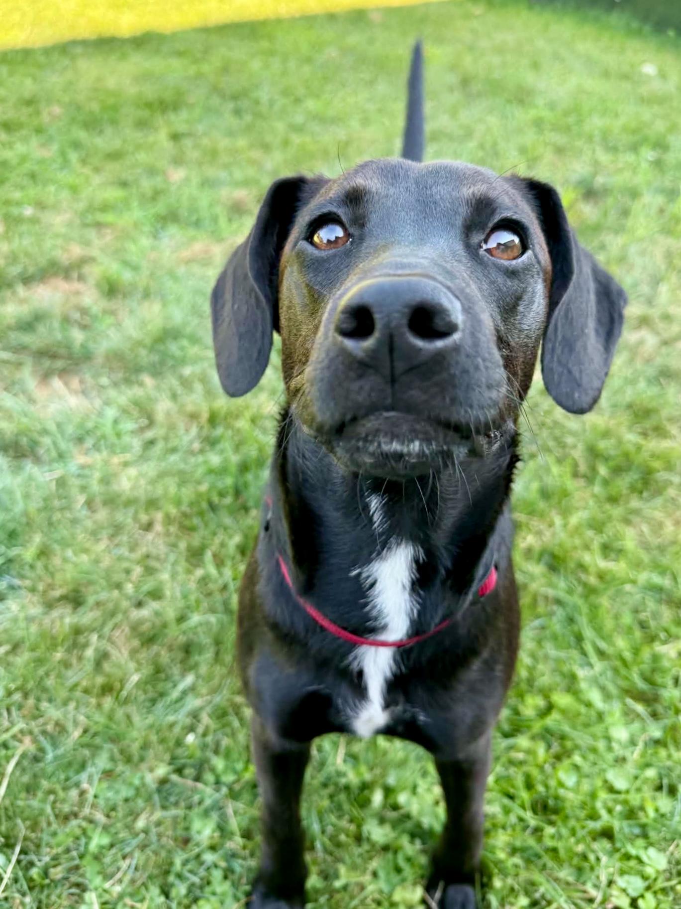 Goose, a ADOPTABLE mixed breed in Lewisville, IN image 2/3