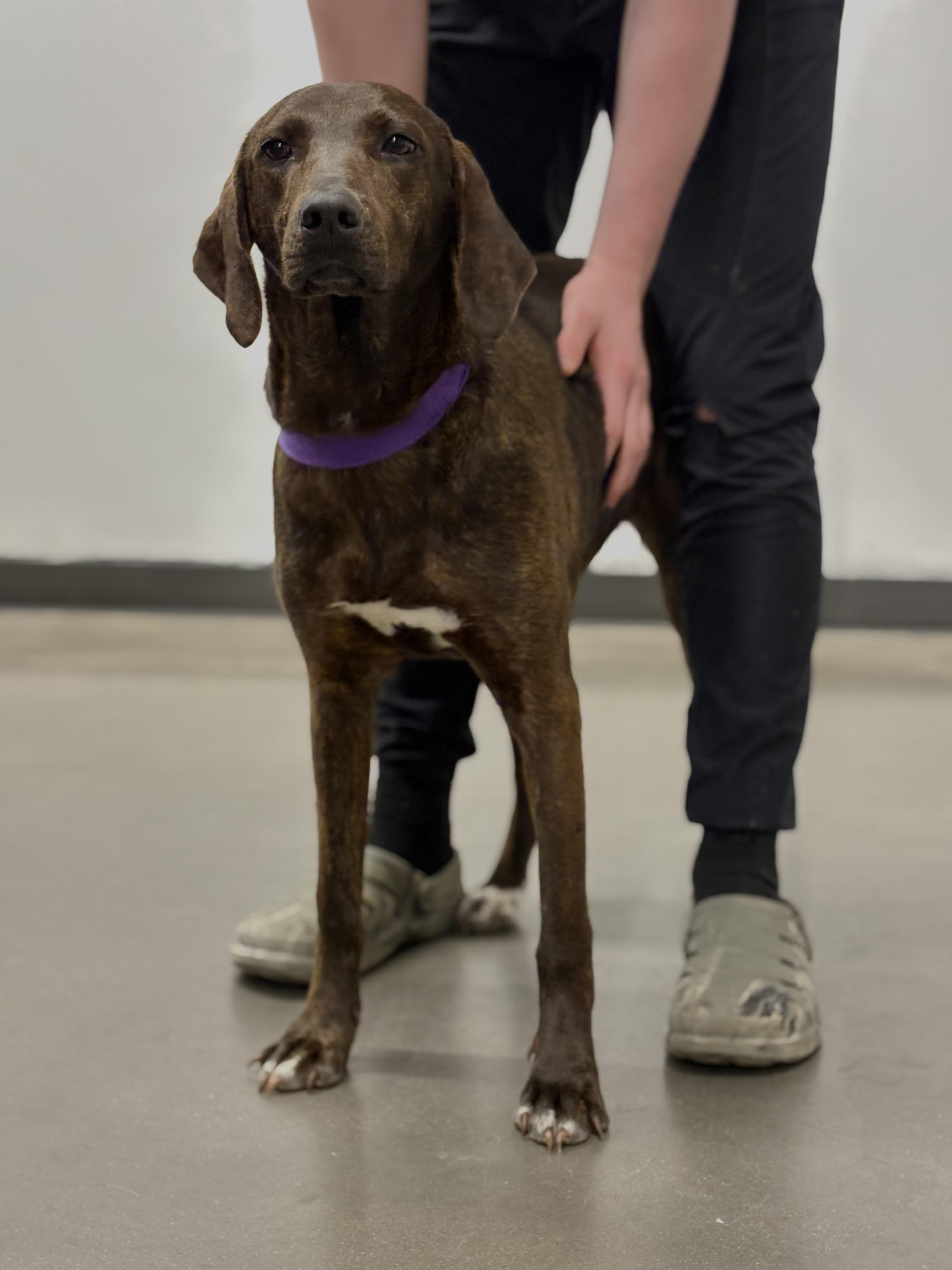Brenna, an adoptable Hound in Zimmerman, MN, 55398 | Photo Image 2