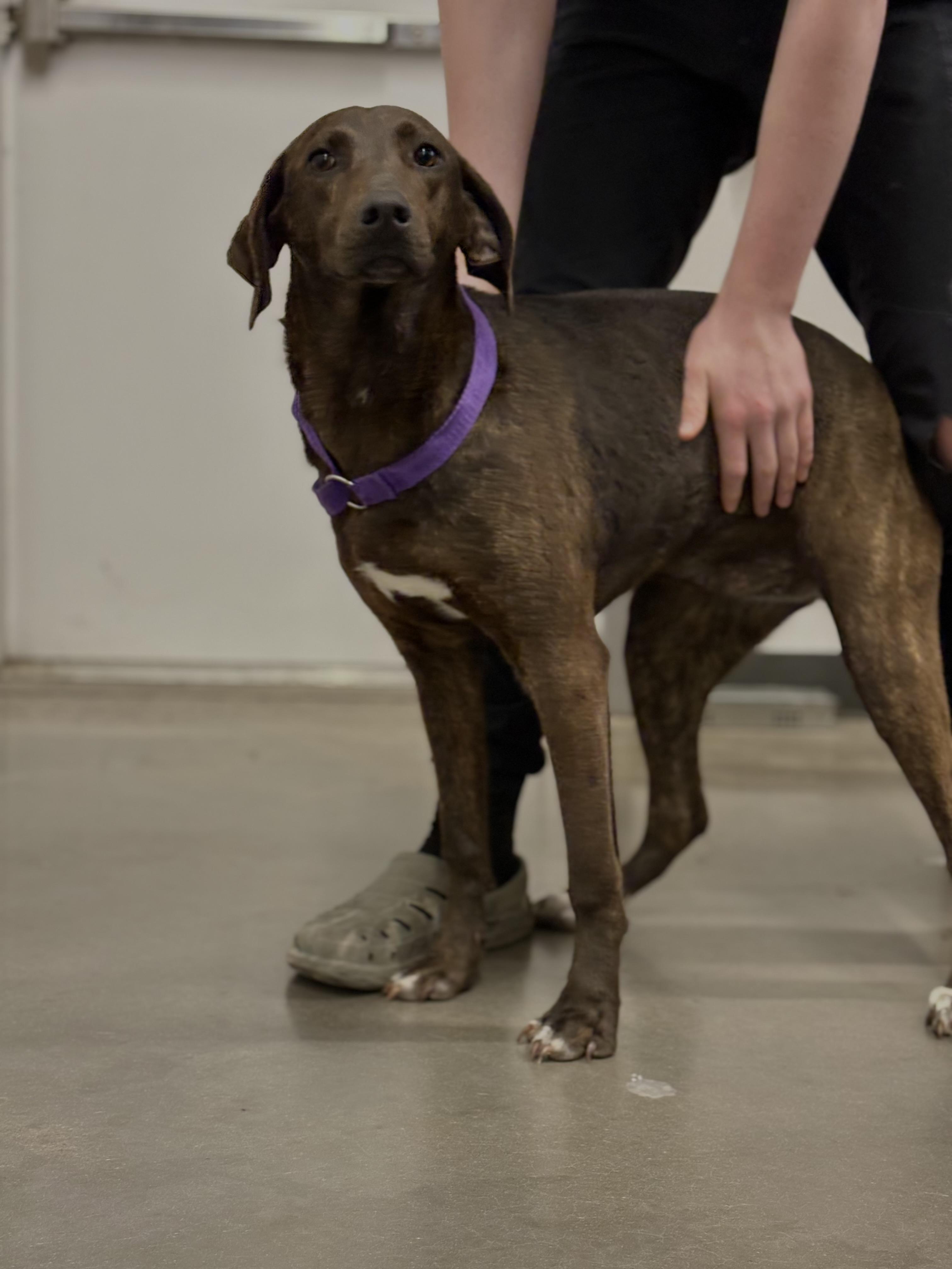 Brenna, an adoptable Hound in Zimmerman, MN, 55398 | Photo Image 4