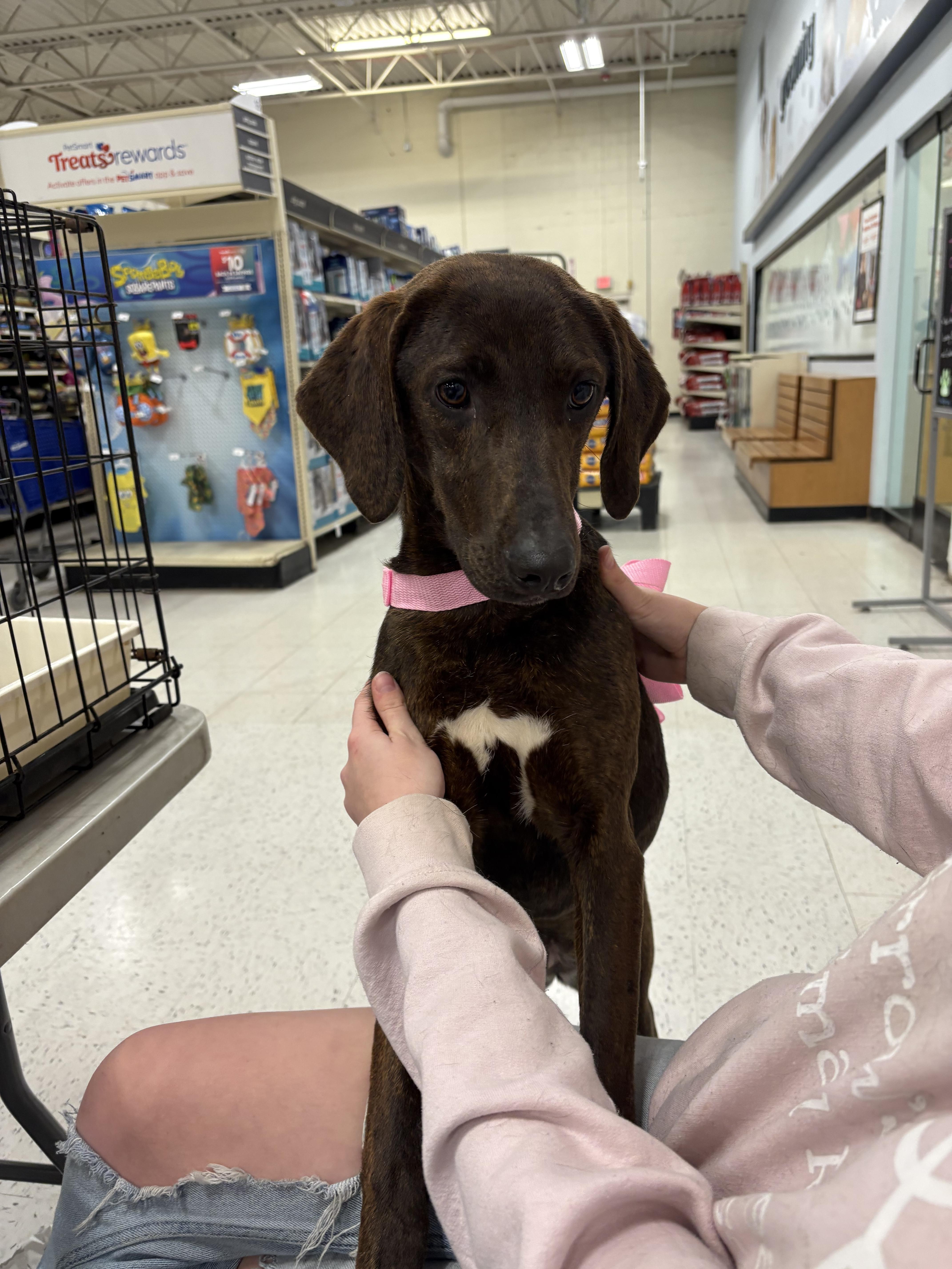 Brenna, an adoptable Hound in Zimmerman, MN, 55398 | Photo Image 5