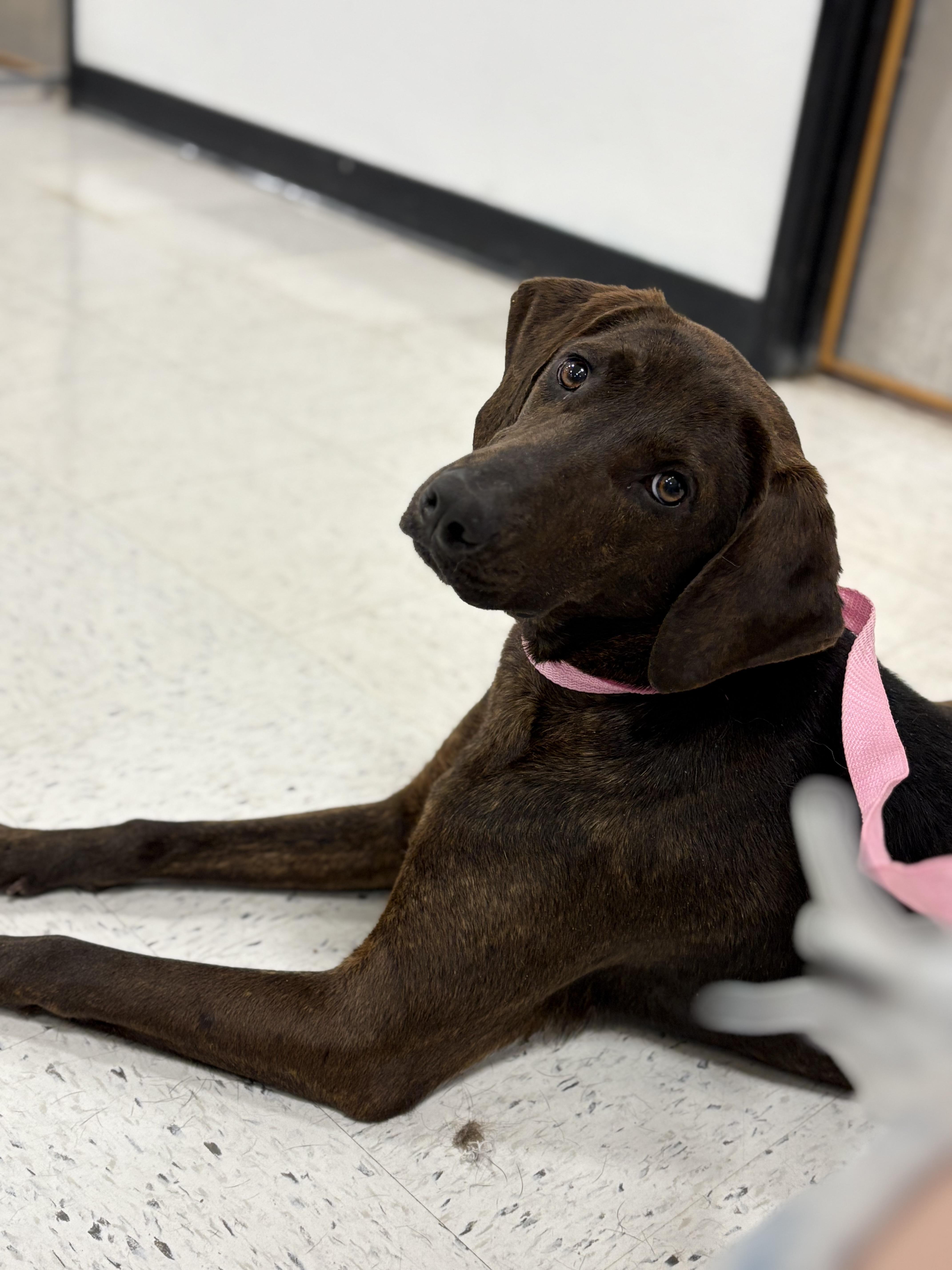 Brenna, an adoptable Hound in Zimmerman, MN, 55398 | Photo Image 1