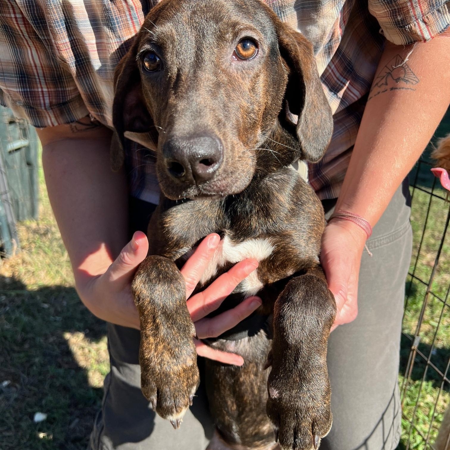 Brenna, an adoptable Hound in Zimmerman, MN, 55398 | Photo Image 3