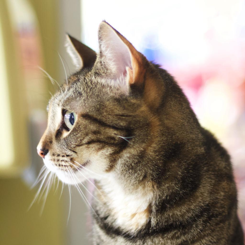 Caramela — thumbnail 2