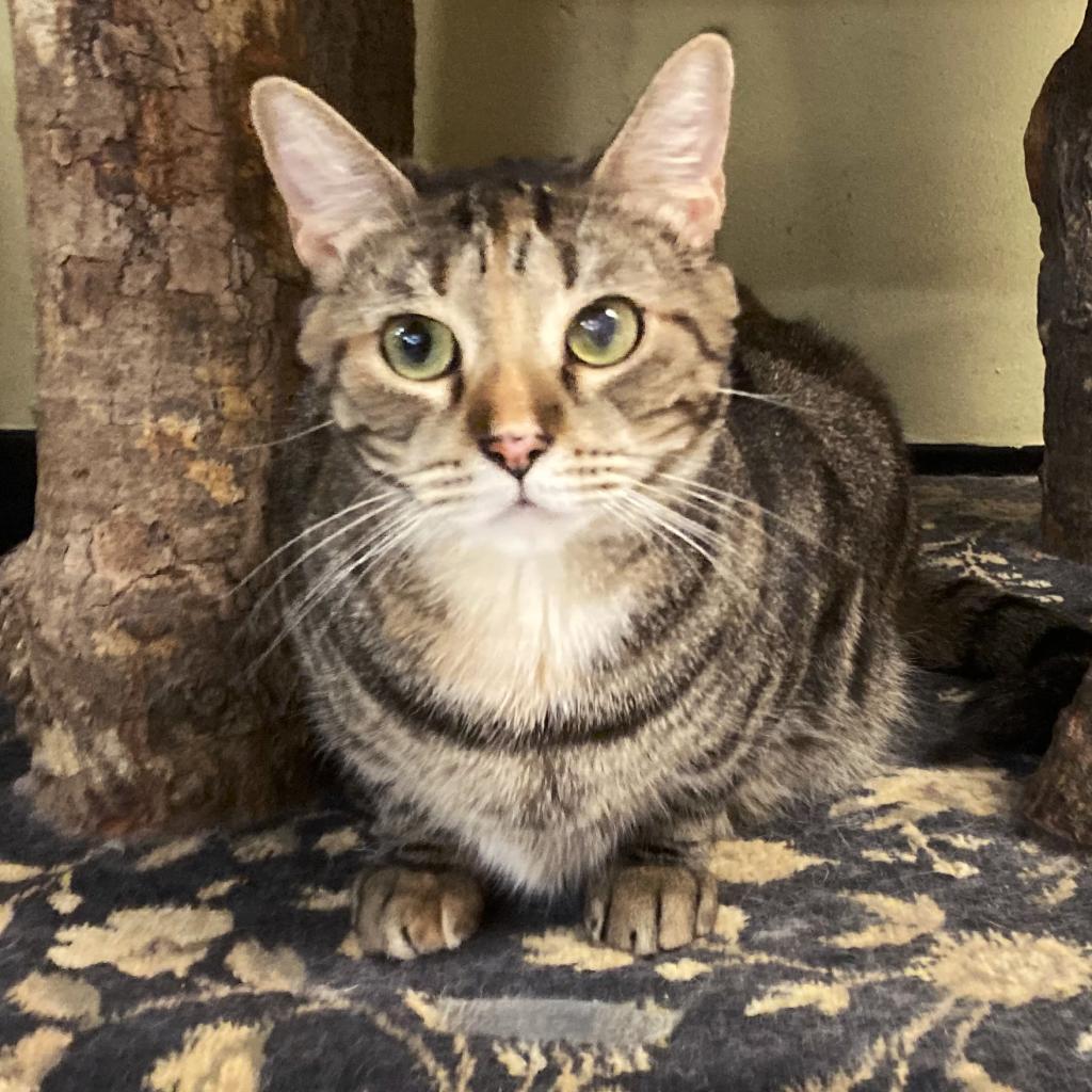 Caramela — thumbnail 3