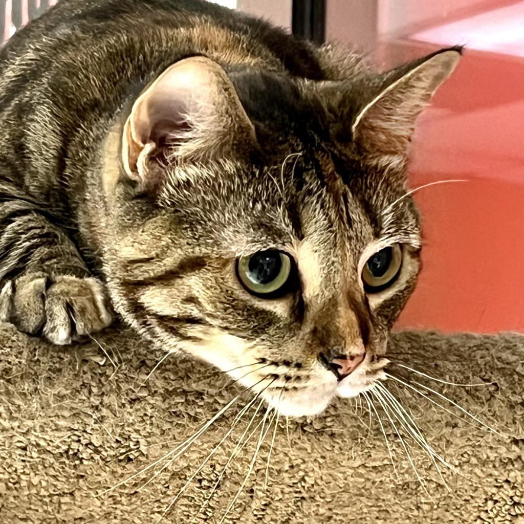 Caramela — thumbnail 4