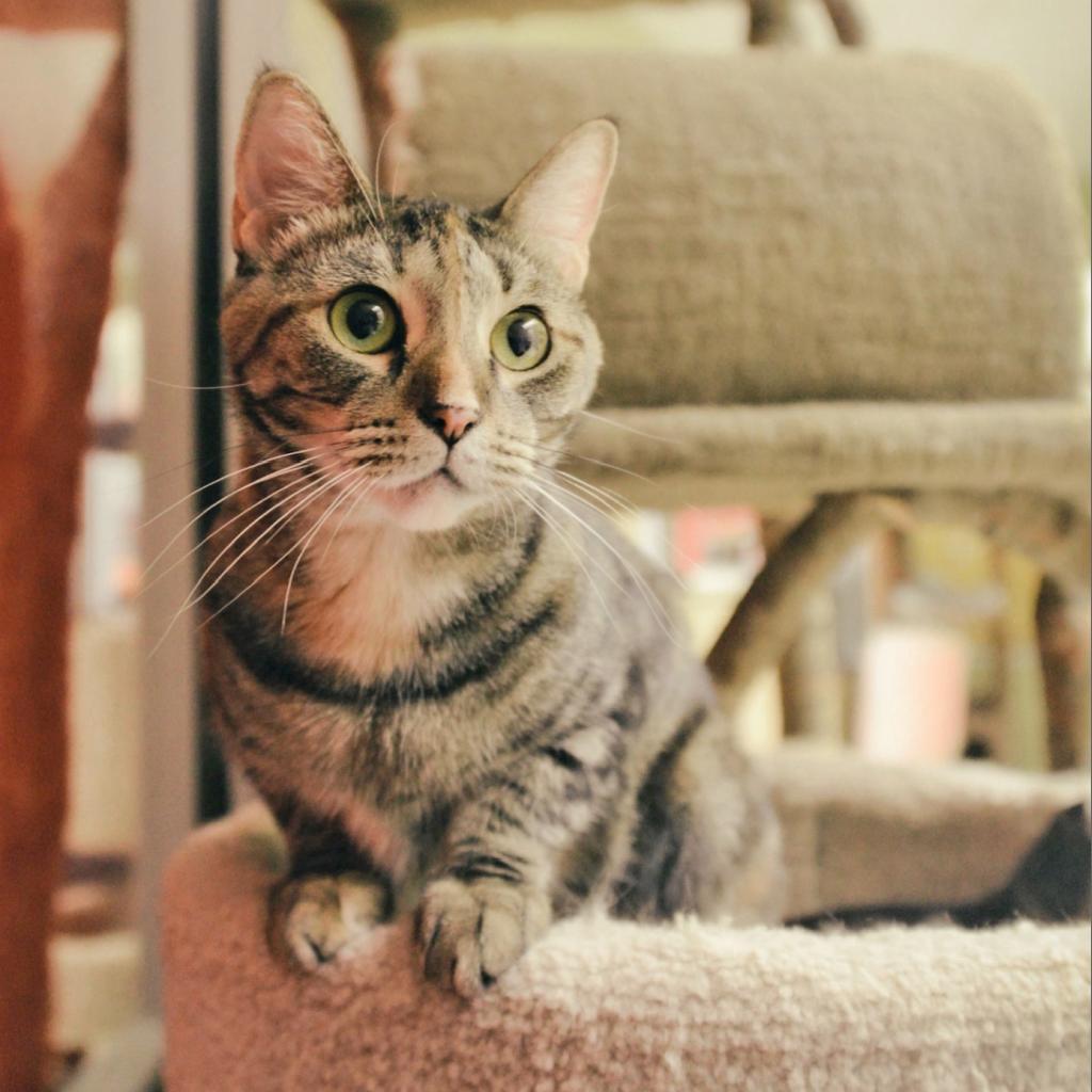 Caramela — thumbnail 6