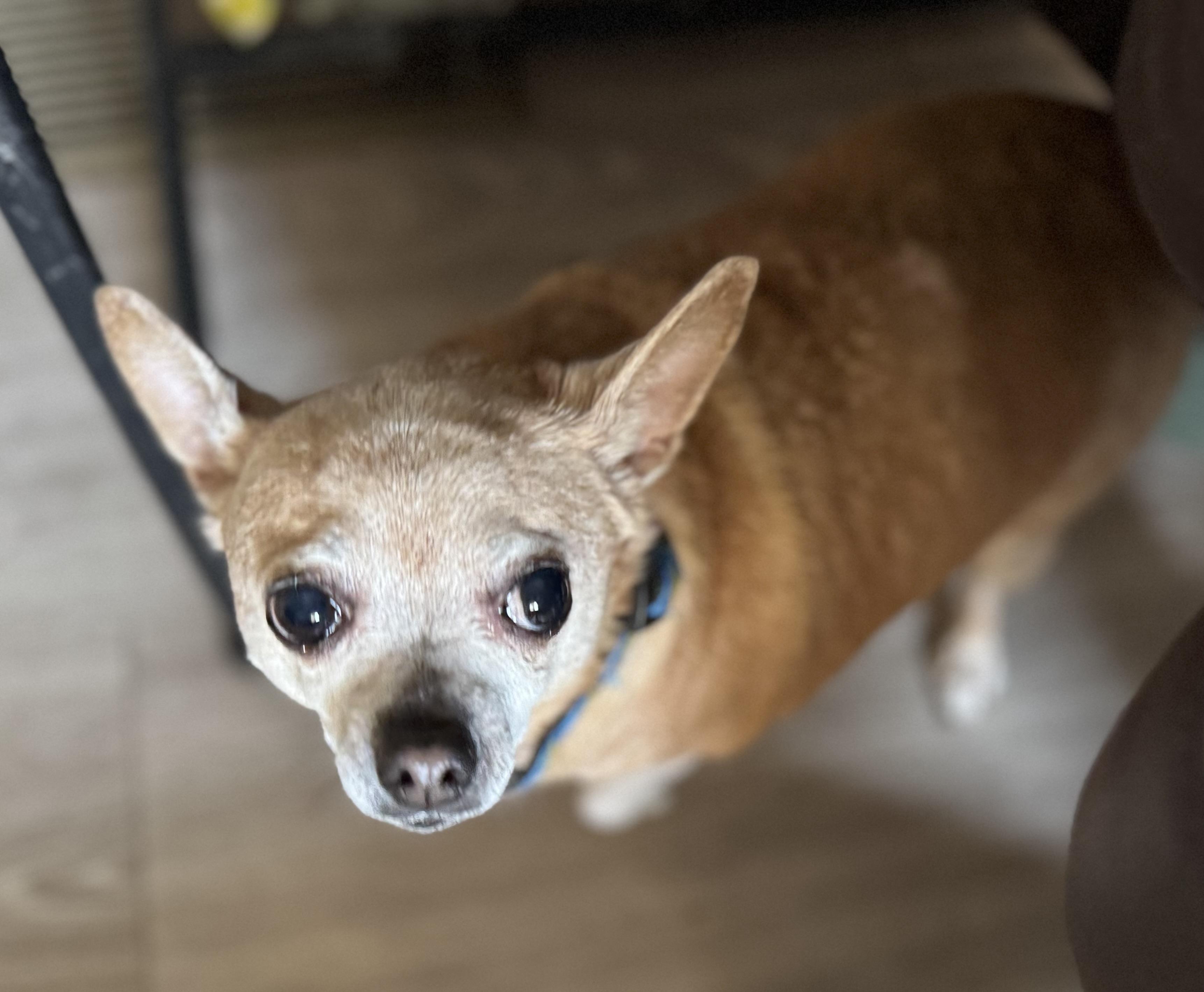 Enlarge Coco Chanel , an adopted Chihuahua in Grosse Pointe Park, MI image 3/3