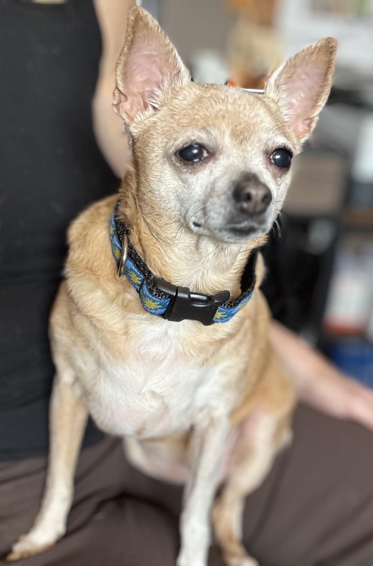 Enlarge Coco Chanel , an adopted Chihuahua in Grosse Pointe Park, MI image 2/3