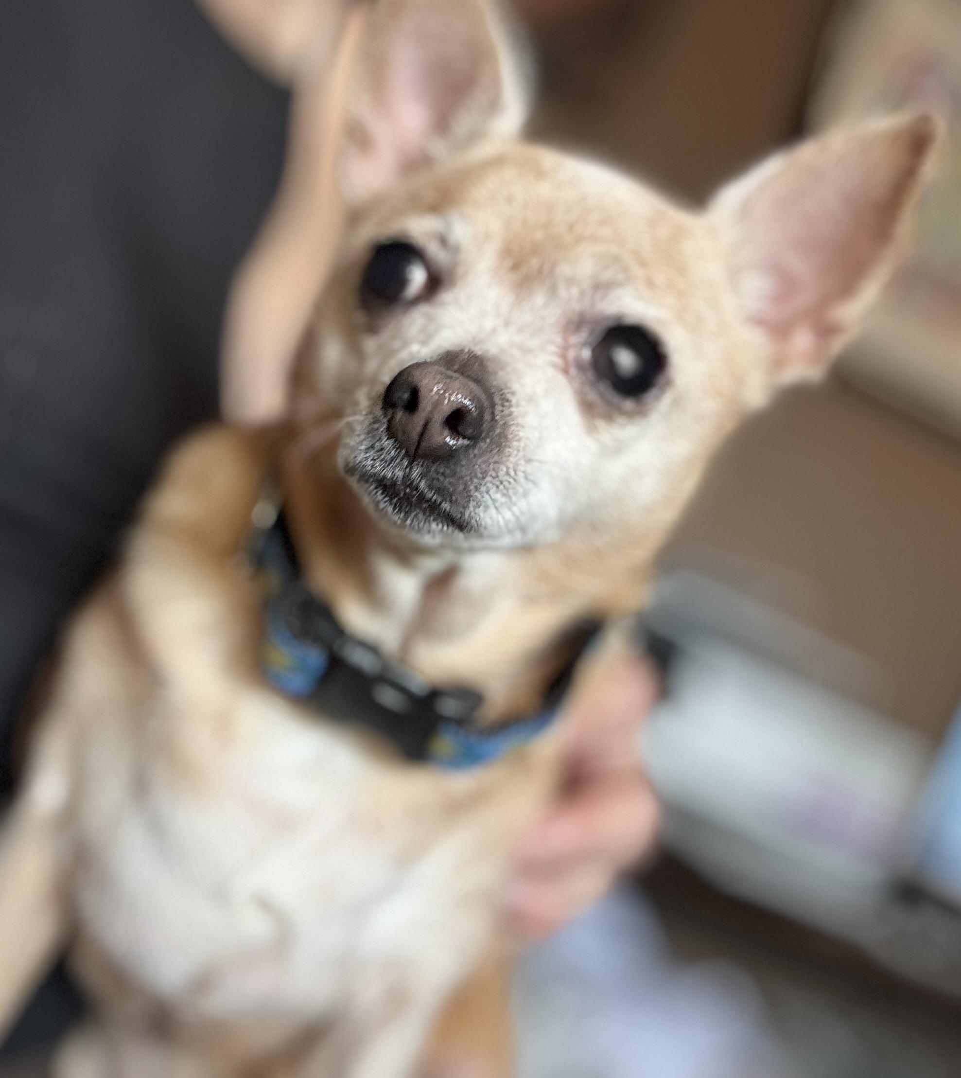 Enlarge Coco Chanel , an adopted Chihuahua in Grosse Pointe Park, MI image 1/3