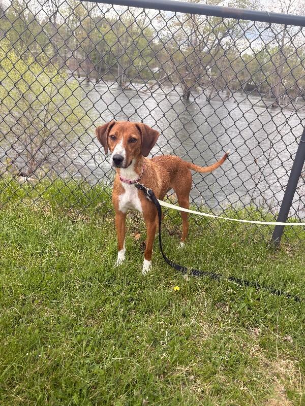 Patty, Adoptable, Adult Female Hound & Mixed Breed.