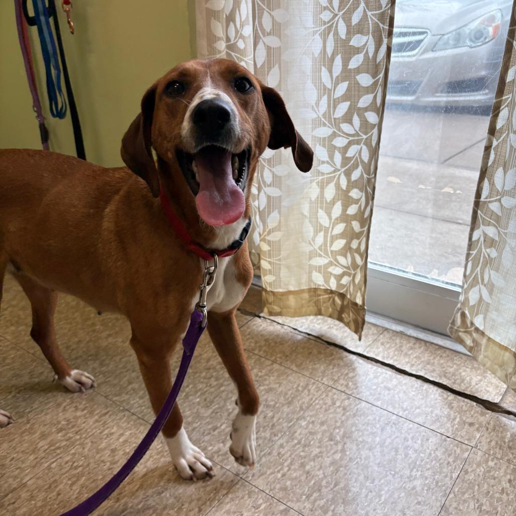 Patty, a Adoptable mixed breed in Warren, PA image 2/2