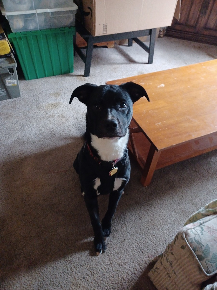 Cedar, an adopted Border Collie & Labrador Retriever Mix in Sonora, CA_image-1