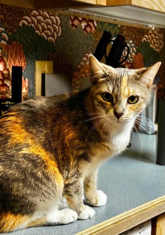 Brooklyn, Adoptable, Adult Female Domestic Short Hair.