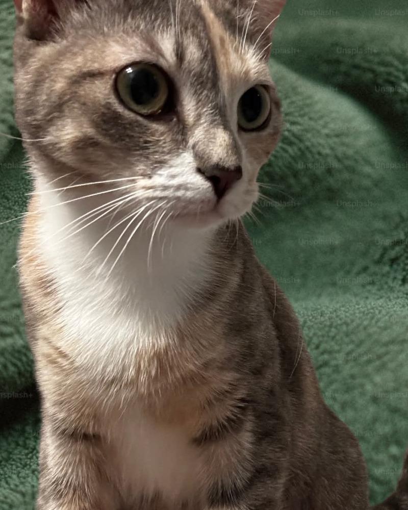 Enlarge Brooklyn, a Adoptable mixed breed in WARNER ROBINS, GA image 2/4
