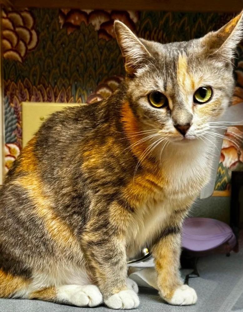 Enlarge Brooklyn, a Adoptable mixed breed in WARNER ROBINS, GA image 3/4