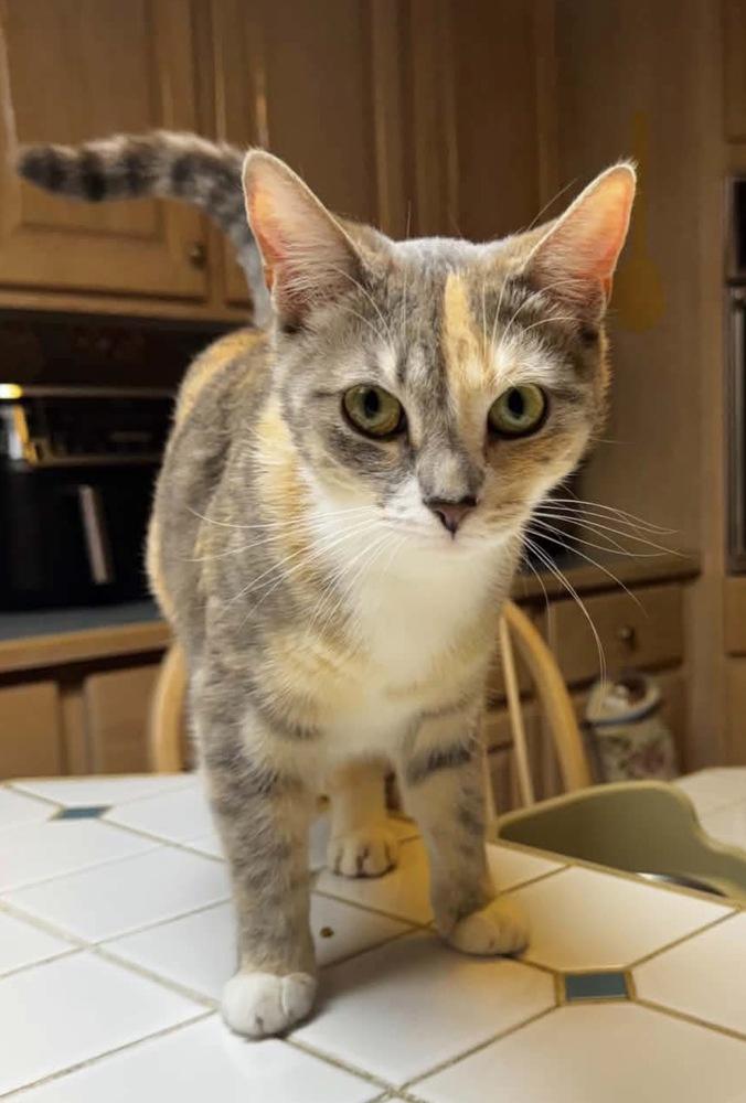 Enlarge Brooklyn, a Adoptable mixed breed in WARNER ROBINS, GA image 4/4