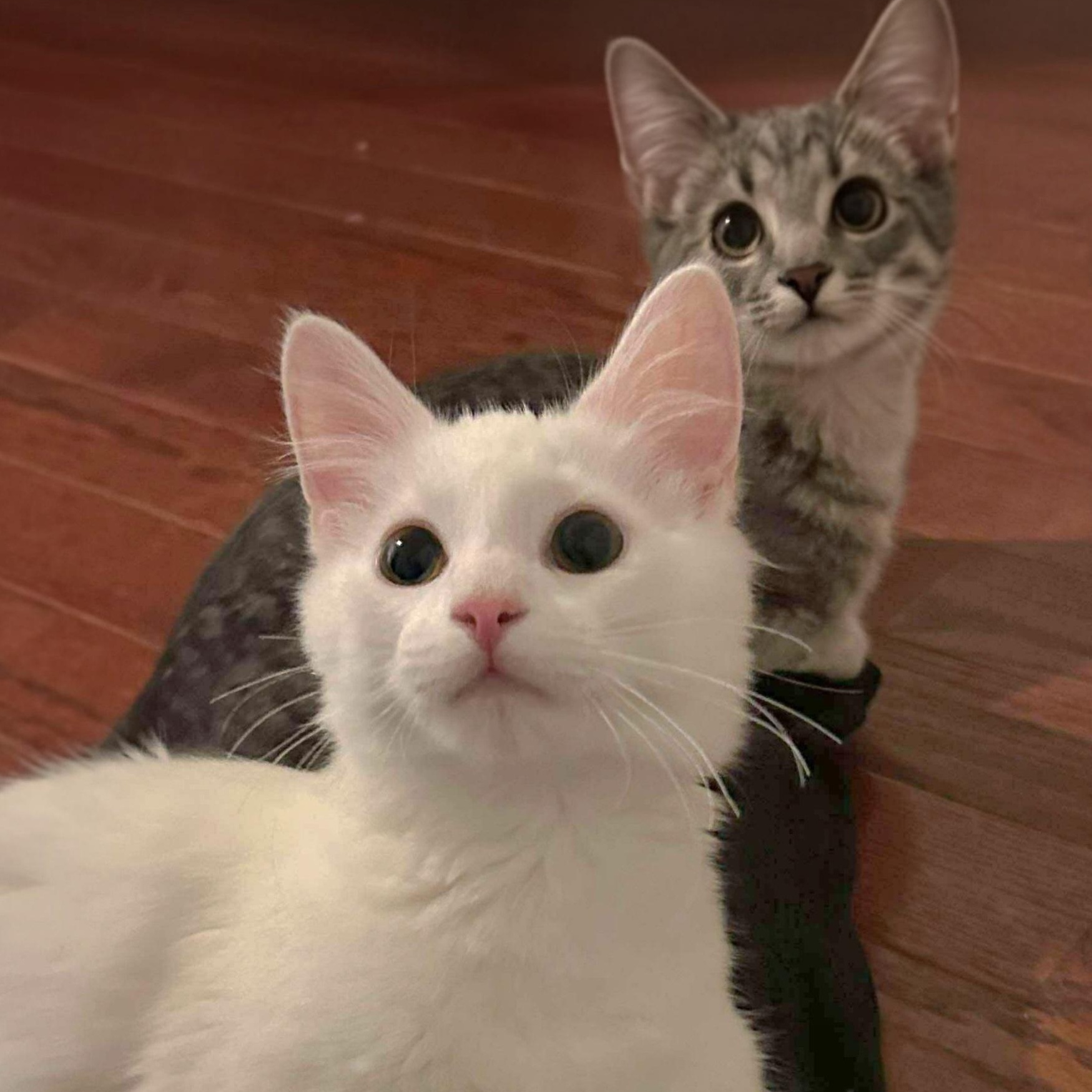 Finn and Ollie, Adoptable, Kitten Male Domestic Long Hair.