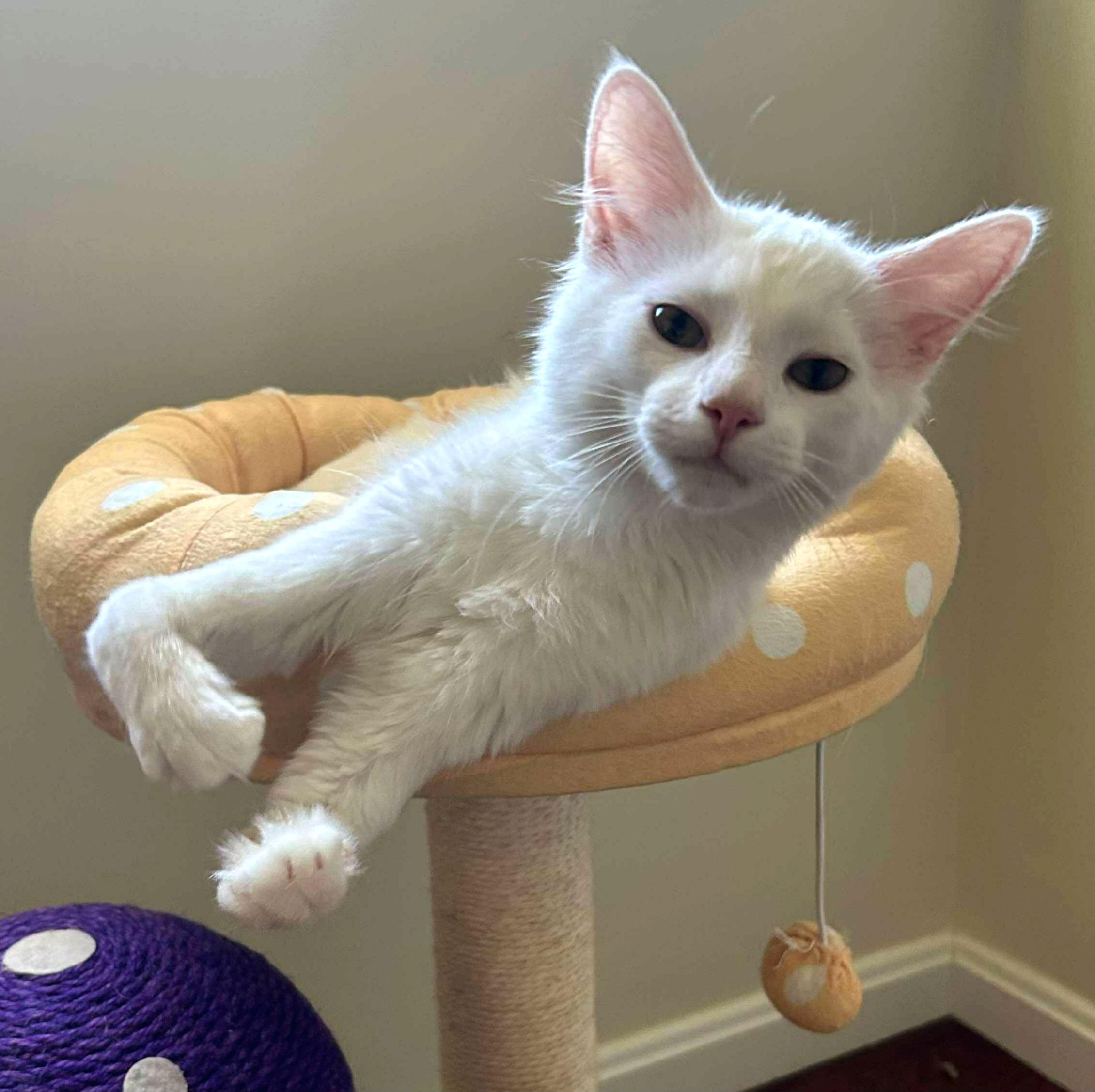 Enlarge Finn and Ollie, a Adoptable Domestic Long Hair in Attleboro, MA image 2/3