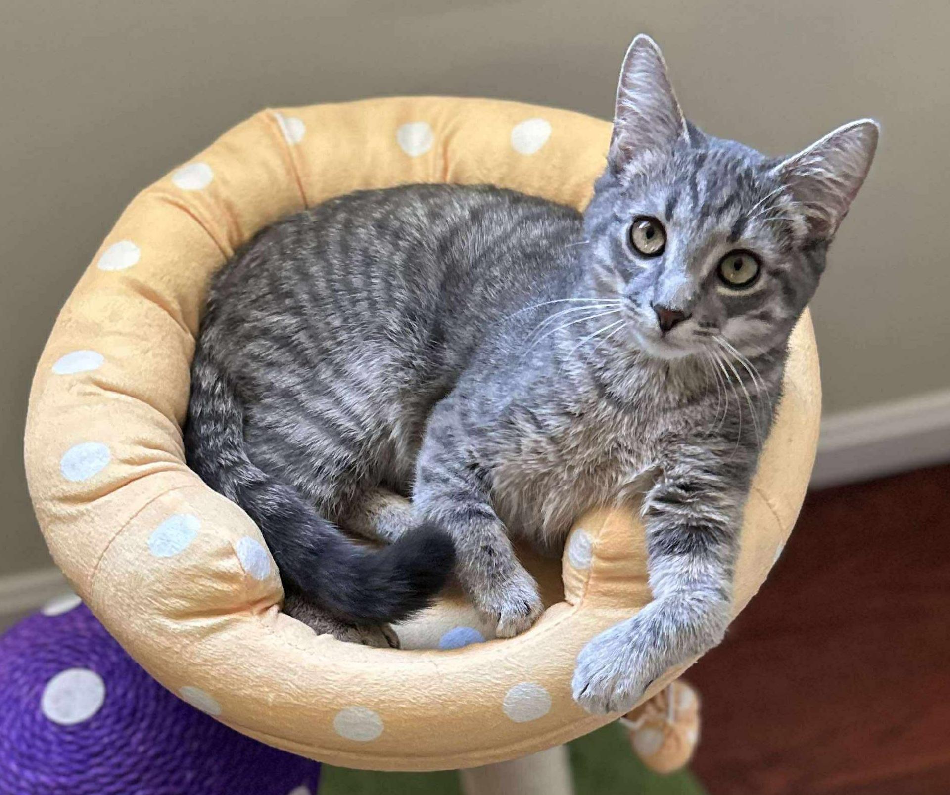 Enlarge Finn and Ollie, a Adoptable Domestic Long Hair in Attleboro, MA image 3/3