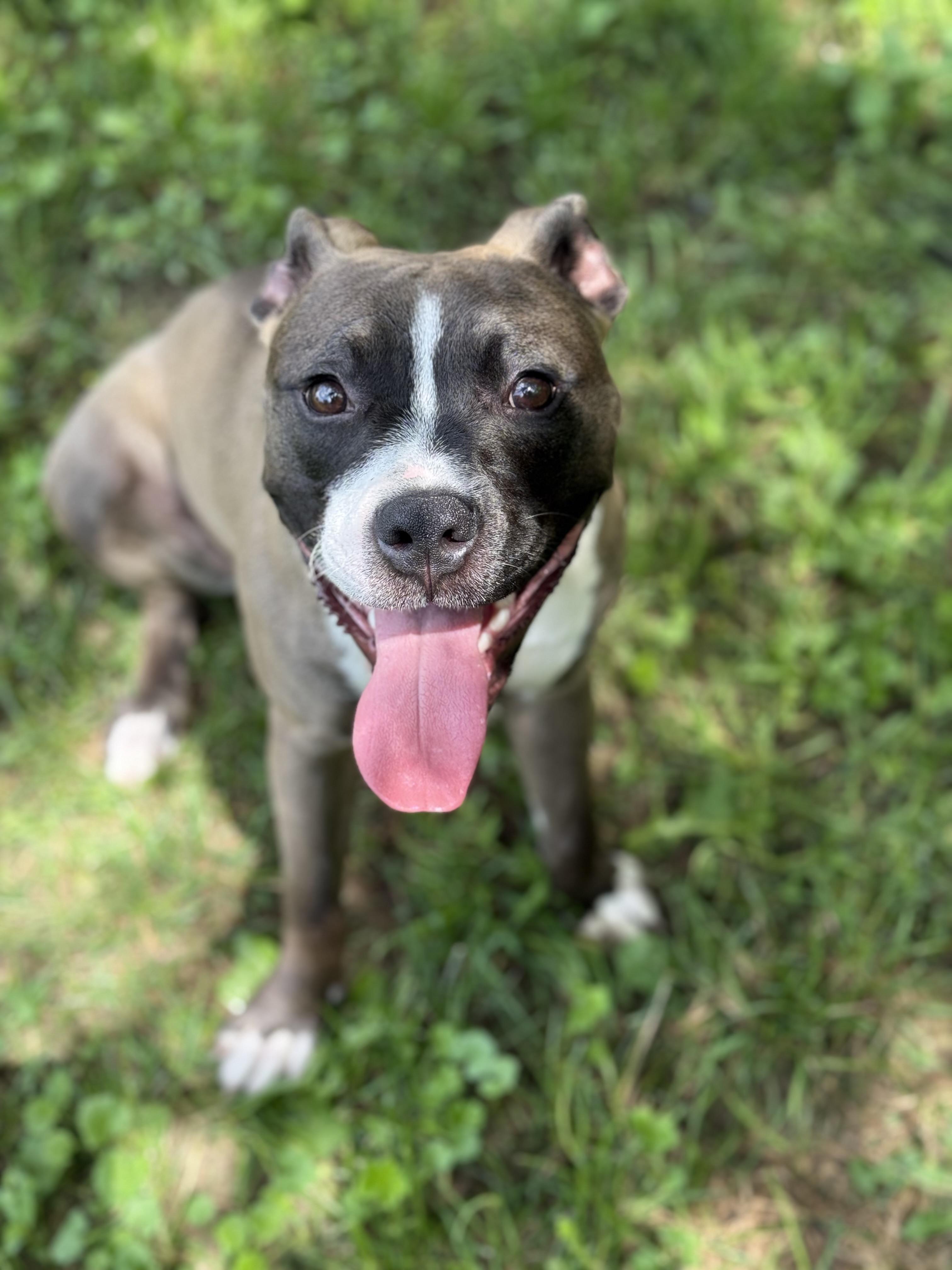 Enlarge Marcella, a Adopted mixed breed in Stahlstown, PA image 1/4