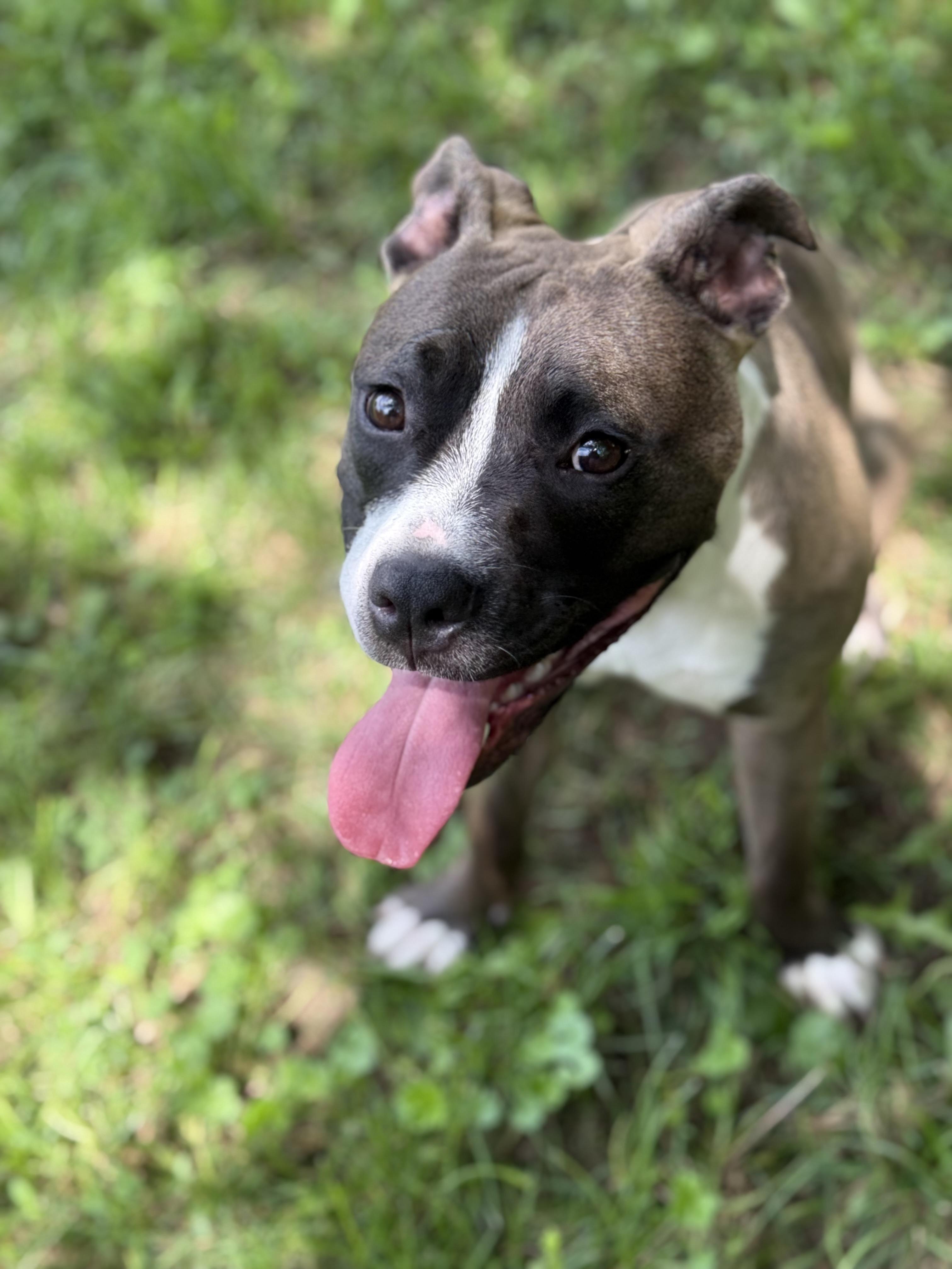 Enlarge Marcella, a Adoptable mixed breed in Stahlstown, PA image 2/6