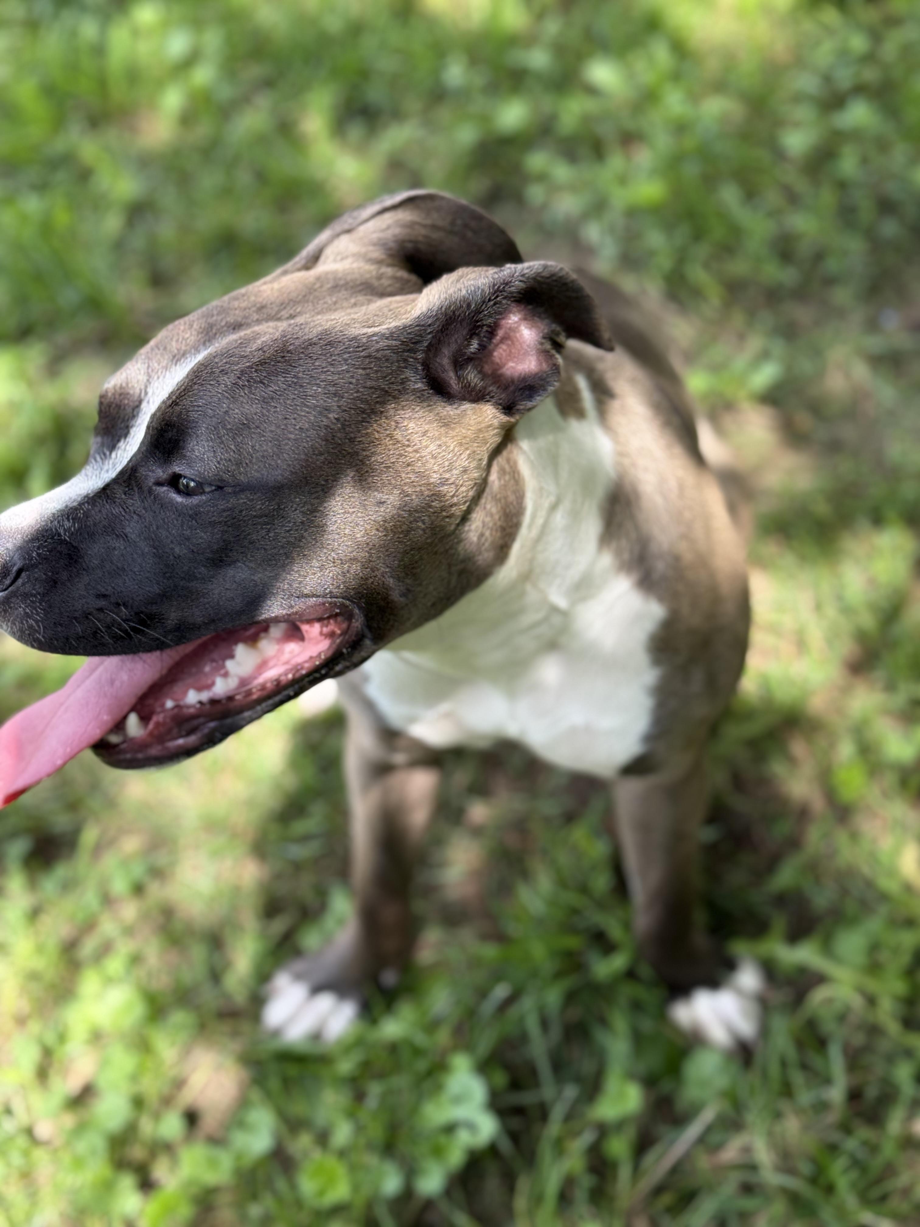 Enlarge Marcella, a Adoptable mixed breed in Stahlstown, PA image 3/6