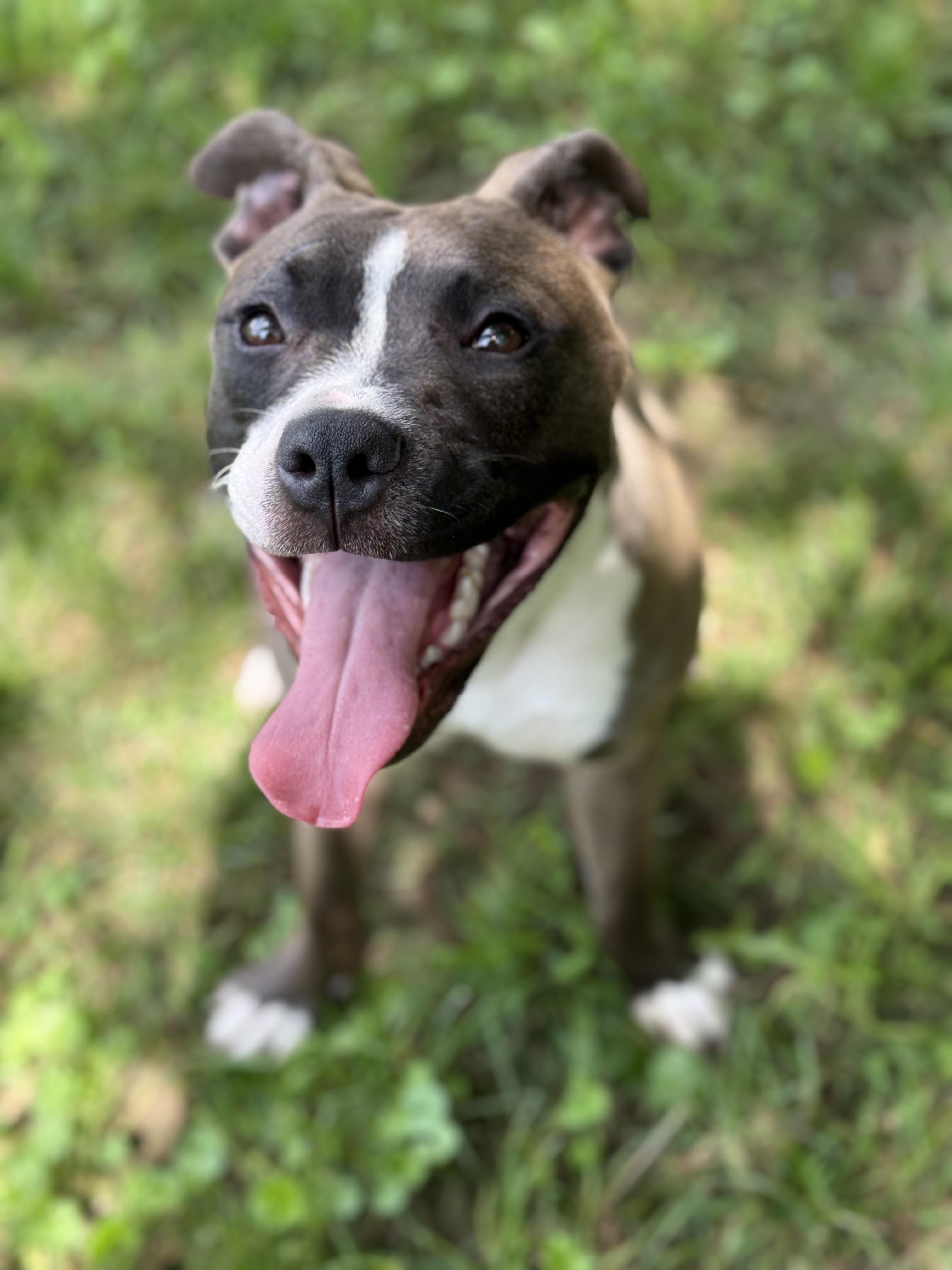 Enlarge Marcella, a Adoptable mixed breed in Stahlstown, PA image 6/6