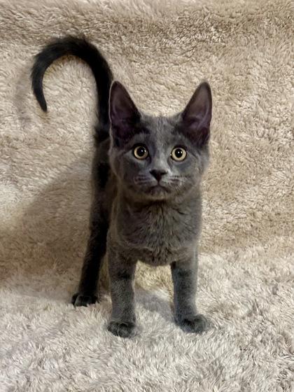 Grace, Adoptable, Young Female Domestic Short Hair & Domestic Short Hair.