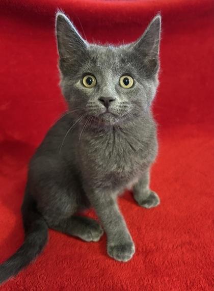 Enlarge Grace, a Adoptable mixed breed in Romeoville, IL image 3/5