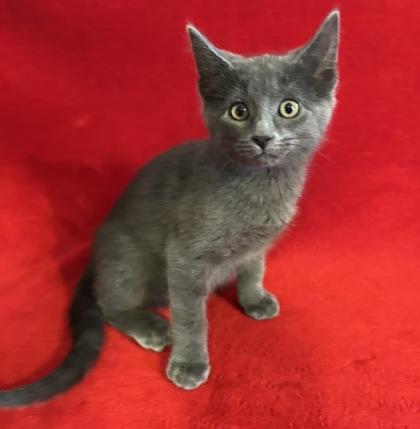 Enlarge Grace, a Adoptable mixed breed in Romeoville, IL image 4/5