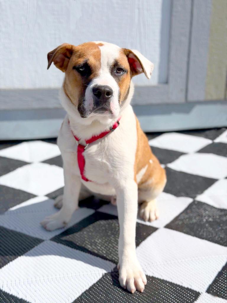Leo, a Adoptable mixed breed in Savage, MN image 1/5