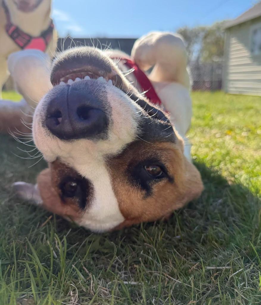 Leo, a Adoptable mixed breed in Savage, MN image 2/5