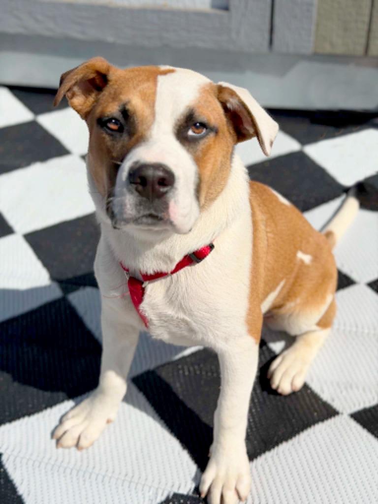 Leo, a Adoptable mixed breed in Savage, MN image 3/5