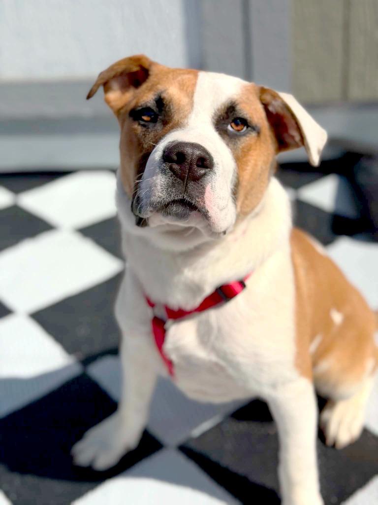 Leo, a Adoptable mixed breed in Savage, MN image 4/5
