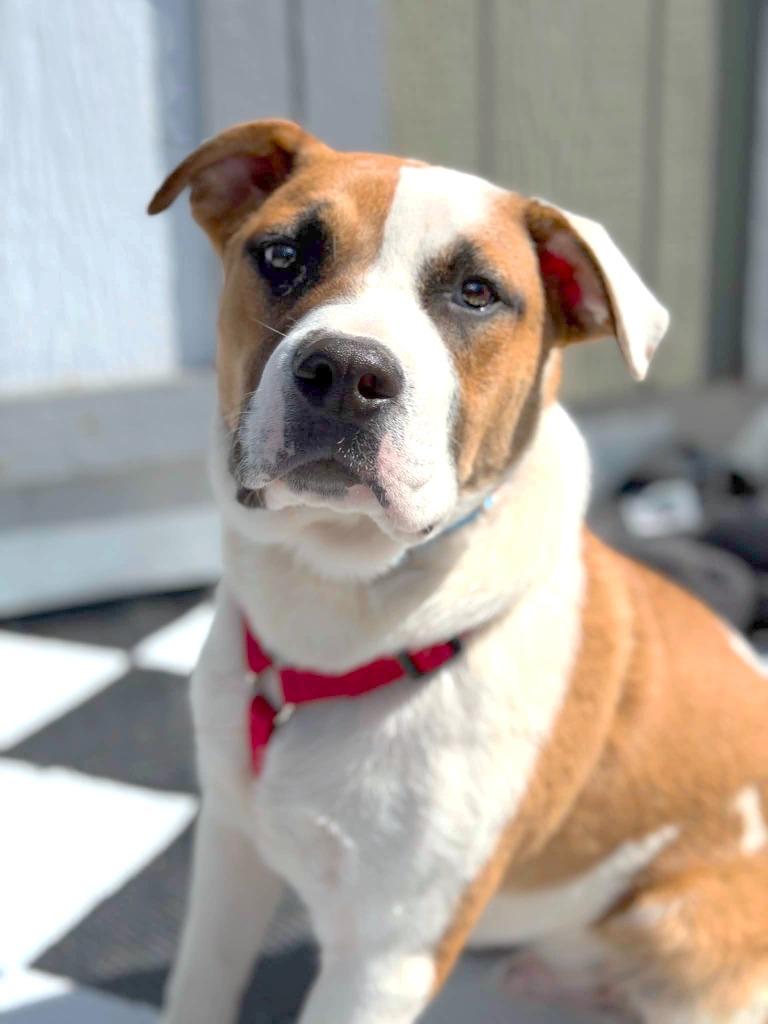 Leo, a Adoptable mixed breed in Savage, MN image 5/5