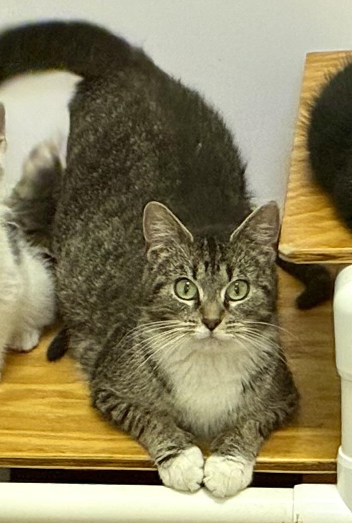 Enlarge SOCKS, a ADOPTABLE Domestic Short Hair in Louisa, KY image 2/2