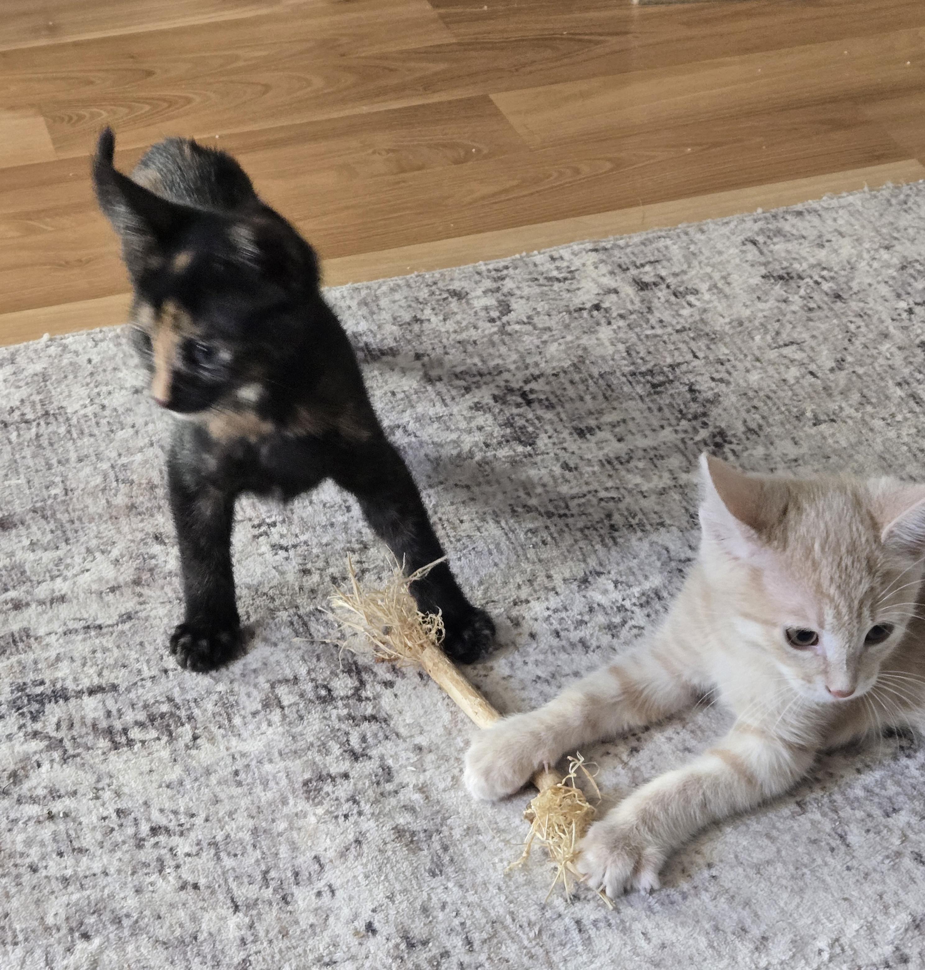 Willow-KJ (bonded with Wendel), an adopted Tortoiseshell in Burlington, WA image 2/3